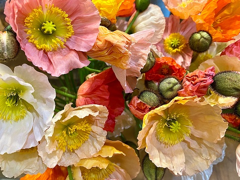 Horizontal flat lay close up of bunch of poppy flowers in pink orange red and white with green buds in country Australia