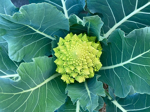 Horizontal close up zoom in of Romanesco broccoli, also known as Roman cauliflower a hybrid edible flower bud with natural geometrical fractal designs surrounding by large green leaves