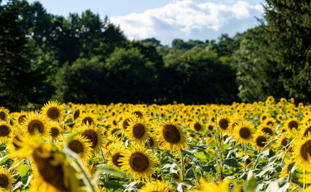 istock A bright yellow sunflower field 1415927156