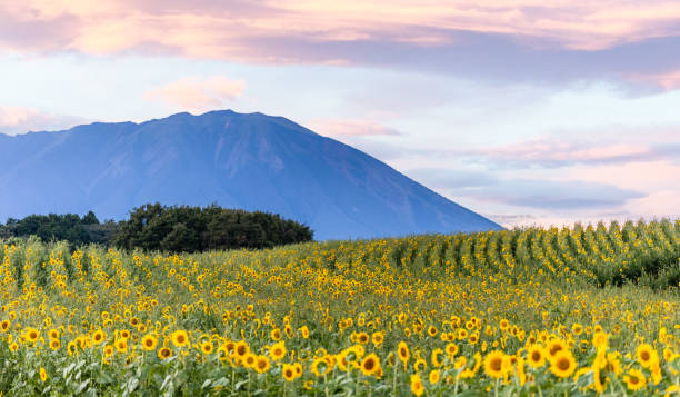Sunflower field with Mt. Iwate sunset background