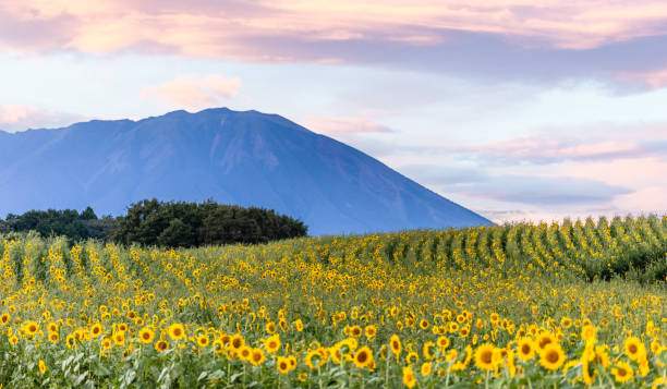 Sunflower field with Mt. Iwate sunset background stock photo