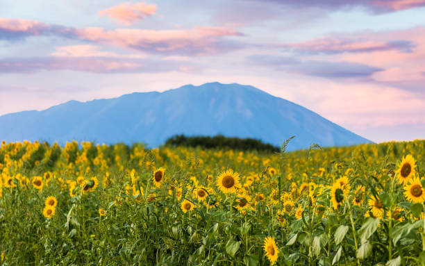 istock Sunflower field with Mt. Iwate sunset background 1415927165