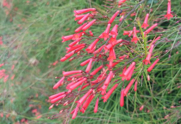 istock beautiful pink flowers blooming in spring 1415927369