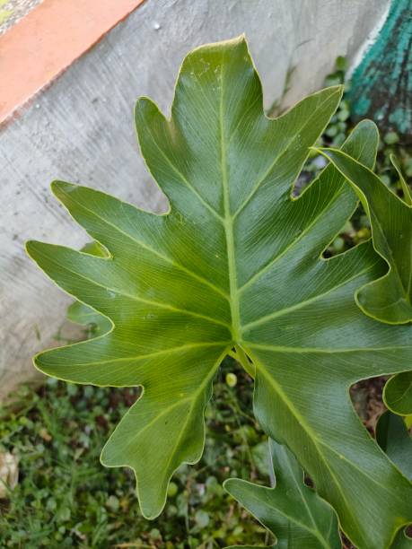 istock Tree philodendron, a green tropical houseplant 1415929375