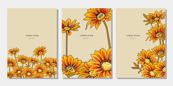 Set of floral template with yellow and red gazania flower. Botanical illustration with sunflowers on beige background. Design elements with treasure flower