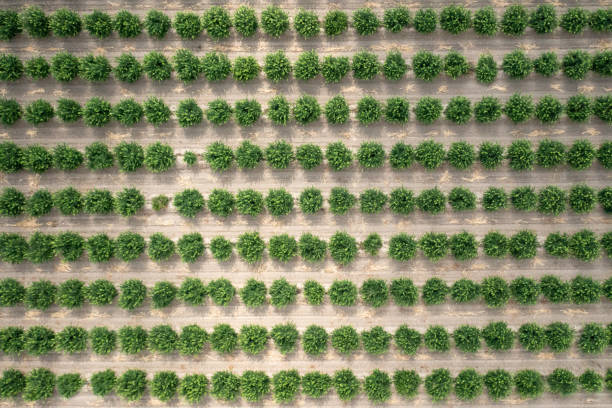 Aerial view of citrus orchard. Top view of lemon trees cultivating. stock photo