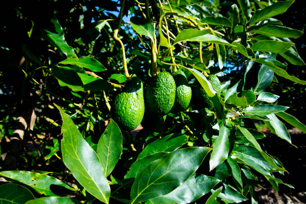 plantation d’avocats biologiques - avocado australia crop farm photos et images de collection