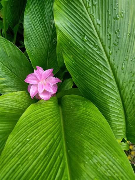 Cape York Lily Curcuma are beautiful tropical plants with unique, pine-cone-shaped flowers in glorious bright colours. They are tropical perennials, Is a deciduous plant with edible rhizomes (used as a spice similar to turmeric) and which bears blooms with mauve bracts and yellow flowers.