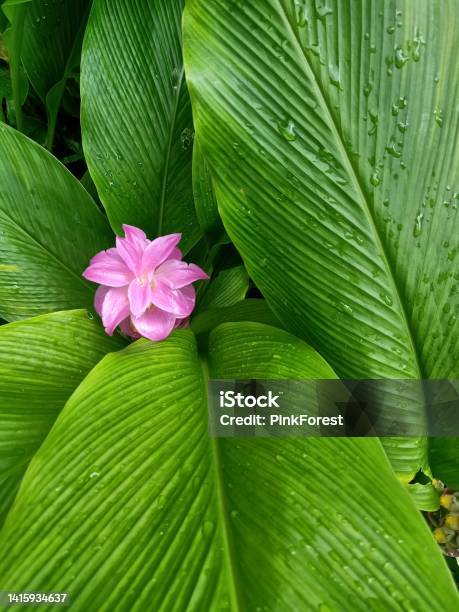 Cape York Lily Flower Pink Or Curcuma Sessilis Stock Photo - Download Image Now - Turmeric, Flower, Purple