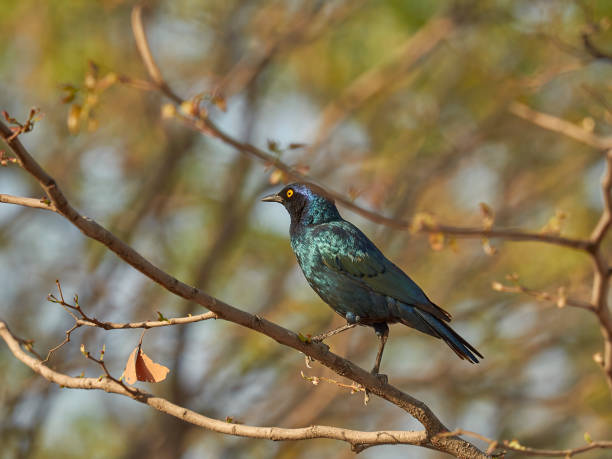 istock Lamprotornis a large glossy starling, sitting in Mopane tree 1415935076