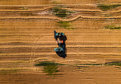 Aerial view of harvester pours the grain into the truck on the field. Threshing machine pouring the just harvested