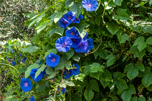Close up of some blue flowers in bloom seen in the wild. Focus on the flowers, blurred green background.