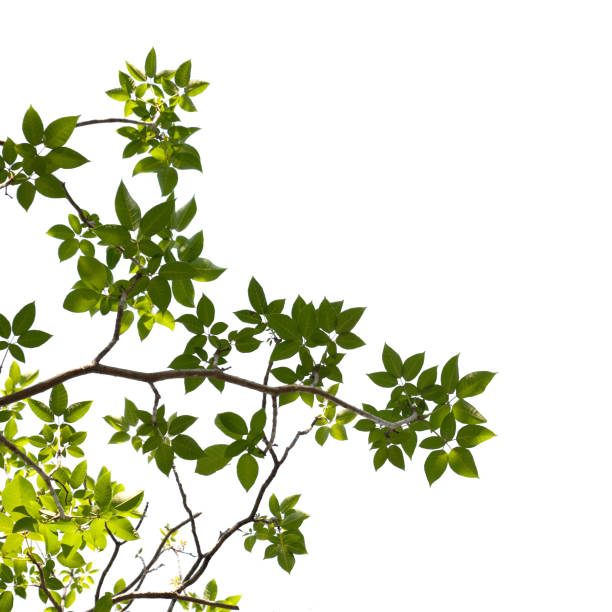 istock Green tree branch isolated on white background 1415940158
