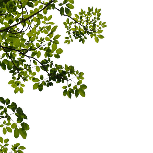 istock Green tree branch isolated on white background 1415940250