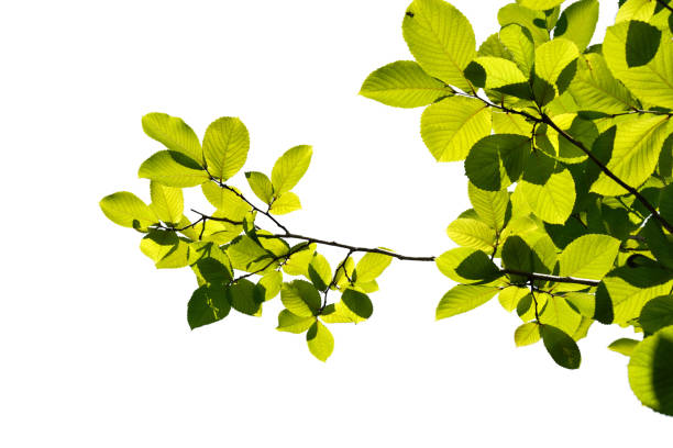 istock Green tree branch isolated on white background 1415940301