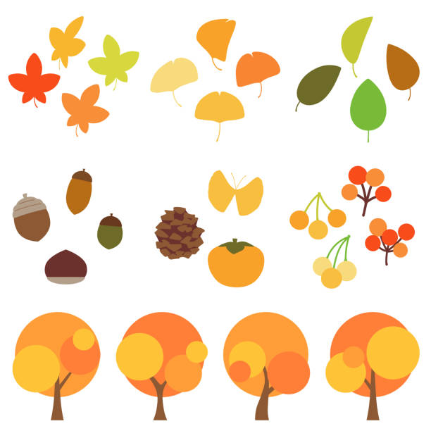 ilustraciones, imágenes clip art, dibujos animados e iconos de stock de conjunto de sencillas y lindas ilustraciones de otoño - autumn leaf white background land