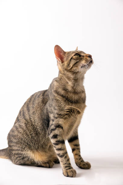 istock European Cat Shorthair 1415942872