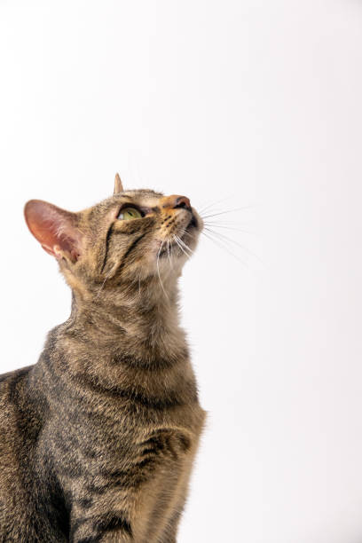 istock European Cat Shorthair 1415942876