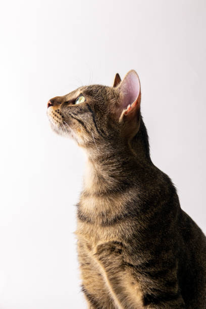 istock European Cat Shorthair 1415943528