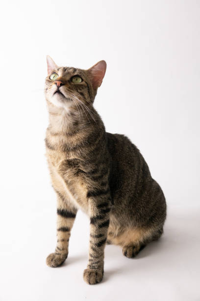 istock European Cat Shorthair 1415943566