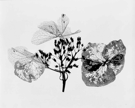 Skeleton of dried hydrangea blossom on white background