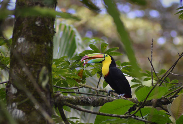 istock Keel-billed toucan in trees 1415945216