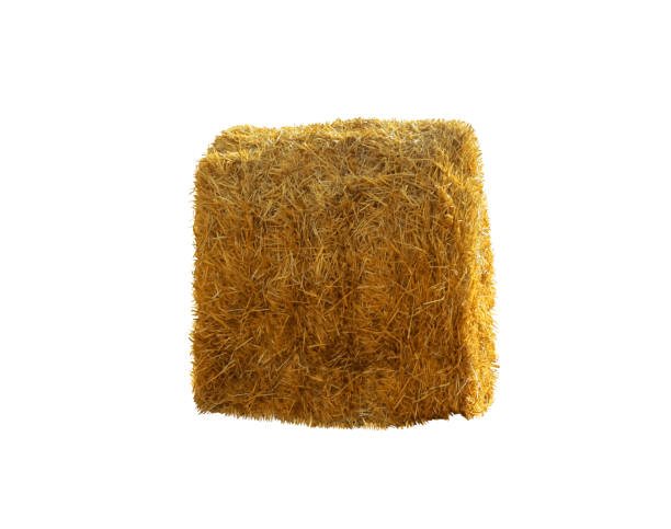istock Big dried straw bale isolated on white 1415945583