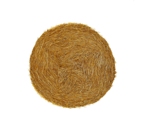istock Big dried straw bale isolated on white 1415945601