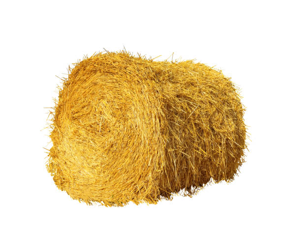 istock Big dried straw bale isolated on white 1415945618