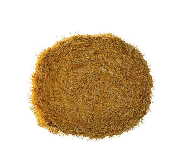 istock Big dried straw bale isolated on white 1415945636