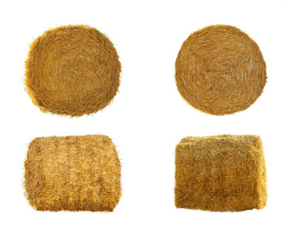 istock Set with dried straw bales on white background 1415945817