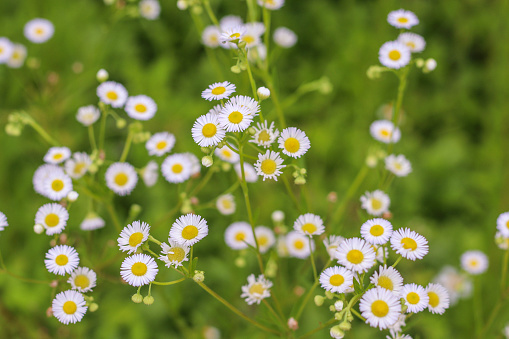 White daisy flowers with green leaves and blur background.