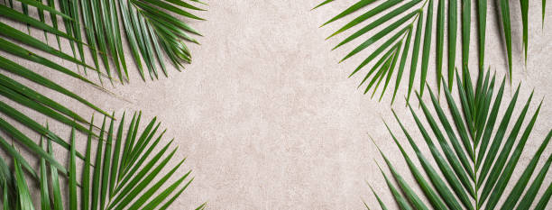 istock Tropical palm leaves isolated on dark gray background. 1415946709