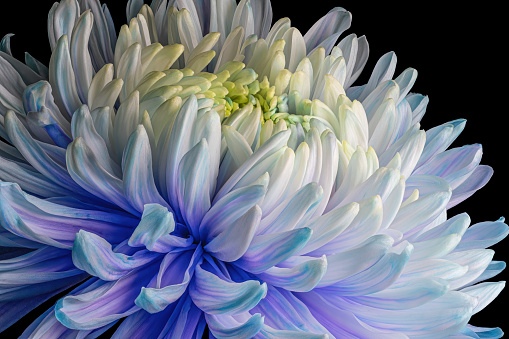 Beautiful blooming multycolor chrysanthemum flower head isolated on black background. Studio close-up photography.