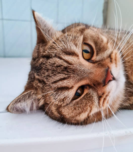 istock Cat sweet look to the camera 1415949131