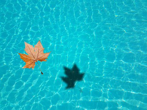 autumn holidays love heart swimming pool water light  blue and a dry  yelow brown leaf
