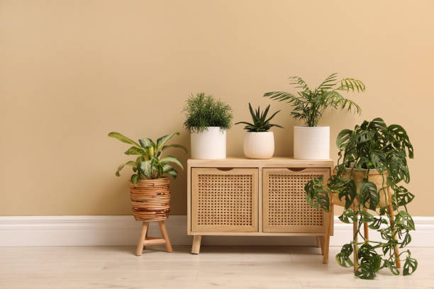 istock Different beautiful houseplants near beige wall indoors. Interior design 1415950644