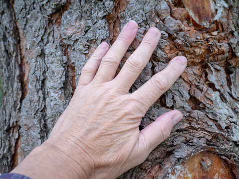 Hand on the bark of a tree.