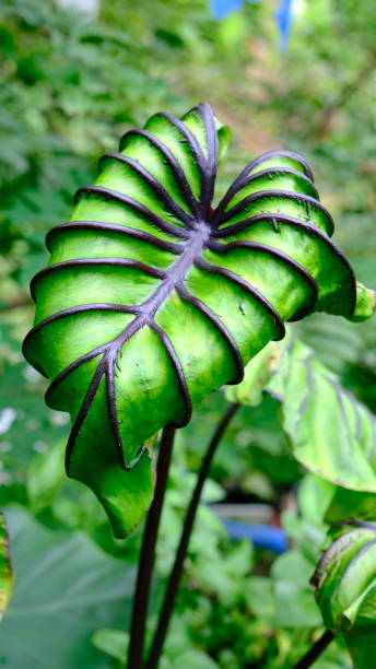 colocasia pharaos maske - 3150 stock-fotos und bilder