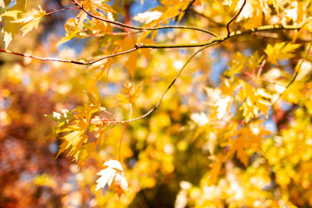 istock Background with autumn leaves 1415956436