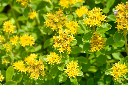 Orange Stonecrop Weihenstephaner Gold flowers - Latin name - Sedum kamtschaticum var. floriferum  Weihenstephaner Gold