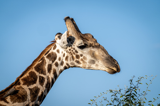 Close-up of southern giraffe with red-billed oxpecker