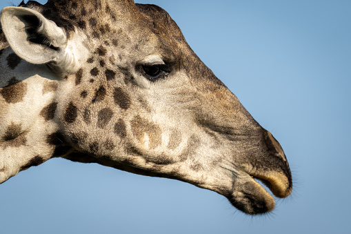 Close-up of southern giraffe with open mouth