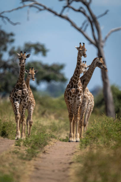 istock Five southern giraffes stand on sandy track 1415959045