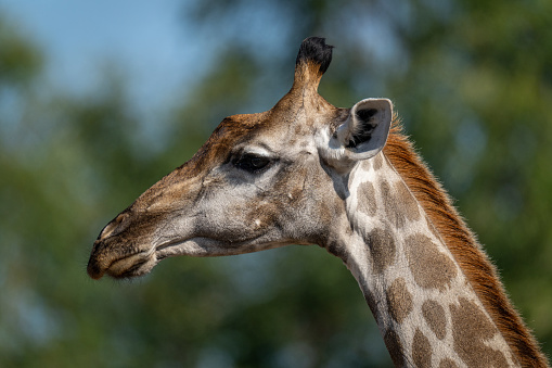 Close-up of young southern giraffe near bushes