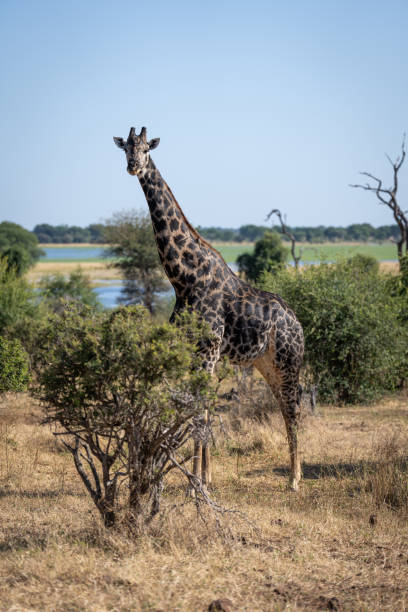 istock Male southern giraffe stands staring in bushes 1415959062