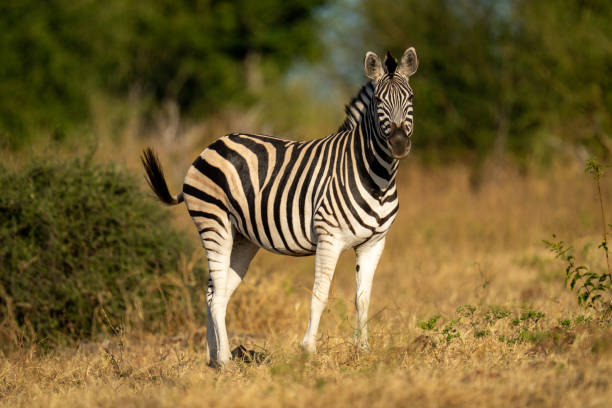 istock Plains zebra stands near bush eyeing camera 1415959082