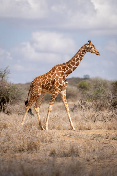 giraffa reticolata che cammina tra i cespugli della savana - reticulated giraffe foto e immagini stock