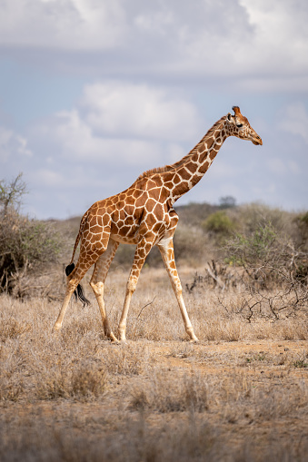 Reticulated giraffe walking past bushes on savannah