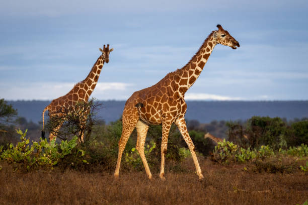 istock Reticulated giraffe watches another walking across savannah 1415959148